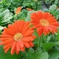 gerbera_1.jpg