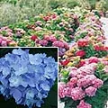 hortensia.jpg