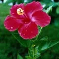 hibisco_1.jpg