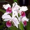 orquidealaelia.jpg