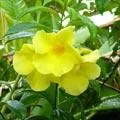 alamanda