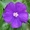 violeta_1.jpg