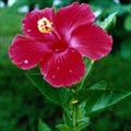 hibisco_1.jpg