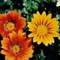 gazania_1.jpg