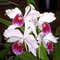 orquidealaelia.jpg