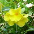 alamanda