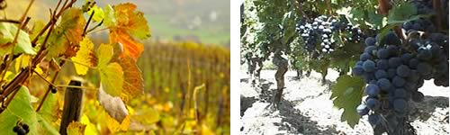 Vinhos e Queijos na França e Chile